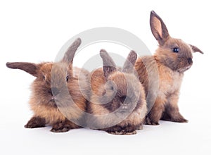 Three rabbits isolated on the white.