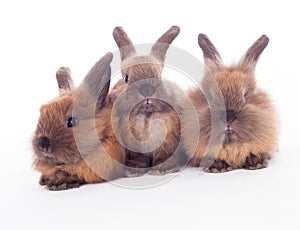 Three rabbits isolated on the white.