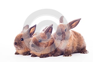 Three rabbits isolated on the white.