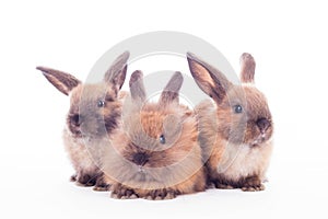 Three rabbits isolated on the white.