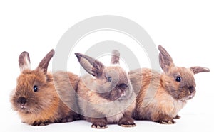 Three rabbits isolated on the white.