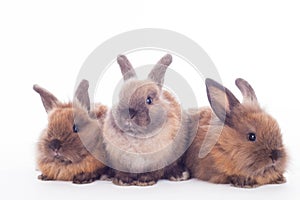 Three rabbits isolated on the white.