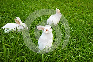 Tres conejos sobre el césped 