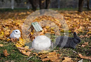 Three rabbits sit in autumn maple foliage on a sunny day