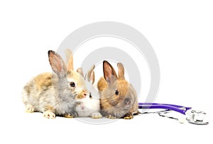 Three rabbits with stethoscope isolated on white background and copy space. concept rabbits sick, animal health care etc