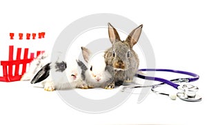 Three rabbits,stethoscope and sampling tubes isolated on white background