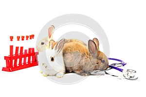 Three rabbits,stethoscope and sampling tubes isolated on white background and copy space.