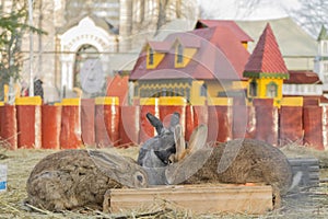 Three rabbits in the their castle photo