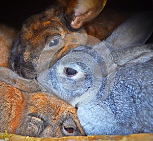 Three rabbits, tight cuddle, snuggle with each other