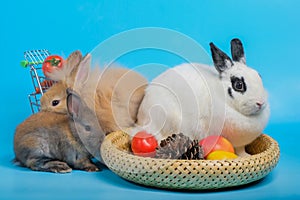 Three rabbits in the vegetable garden on blue background