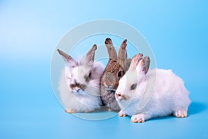 Three rabbits white and brown sitting together on blue background