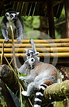 Raccons playing between branch of tree and bamboo photo