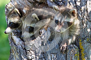 Three raccoons