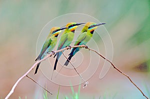 Three Rainbow bee-eaters