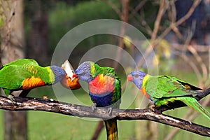 Three rainbow lorikeet eating