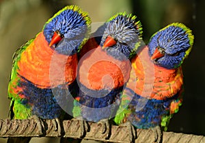 Three Rainbow Lorikeets