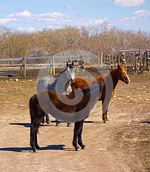 Three ranch horses in a paddock