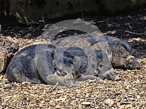 Three rare Visayan warty pig, Sus cebifrons negrinus resting on the ground