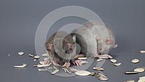 Three rats eat pumpkin seeds. Rodents on a gray background