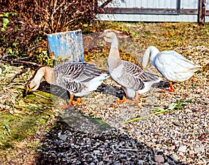 Three real geese in sunlight