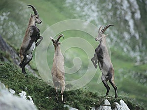 Three rearing alpine ibexes