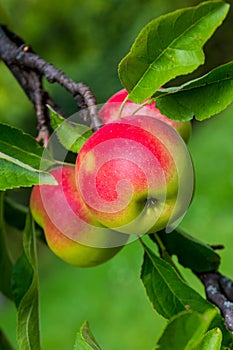 Three red apples on a tree