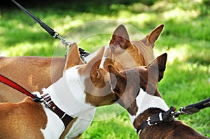 Three red basenji dogs sniffing each other in the nose