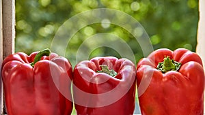 Three red bell pepper close up on blurred colorful green background with copy space. Bell pepper on blurred green texture close up