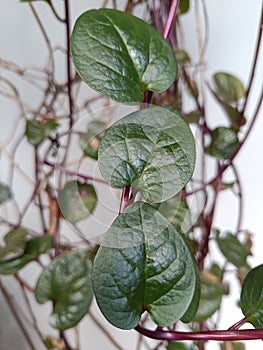 three red betel leaves