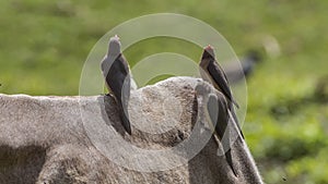 Three Red-billed Oxpeckers on Cattle