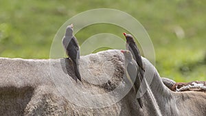 Three Red-billed Oxpeckers Eating Parasites