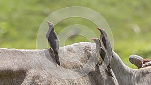 Three Red-billed Oxpeckers on Ox