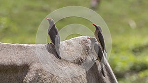 Three Red-billed Oxpeckers on Ox