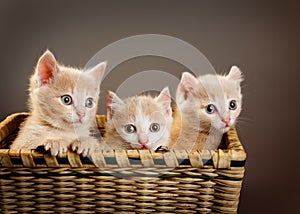 Three red British kittens