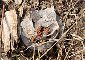 Three red bugs on a dry leaf of a tree in the rays of the spring sun.