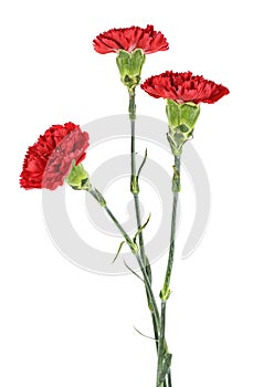Three red carnation flowers isolated on white background