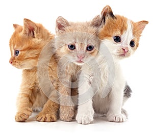 Three red cats