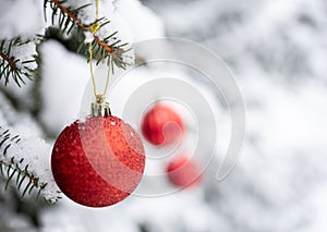 Three red Christmas ornaments hanging from snow-covered Christmas tree branches