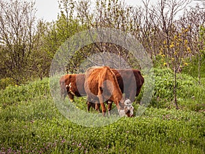 Three red cows graze in the meadow