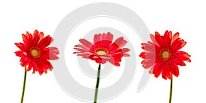 Three red daisies gerbera flowers isolated on white