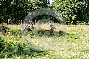 Three red deer stags resting