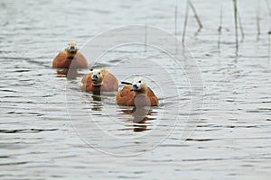 Three red ducks