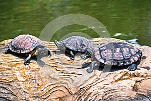 Three Red-eared Slider Trachemys scripta elegans turtles