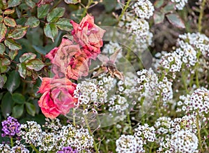 Three red fading roses against a background of other white flowers, a sign of autumn