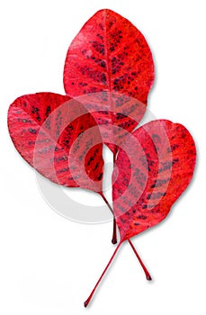 Three red fall leaves