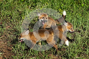 Three Red Fox Kits (Vulpes vulpes) at Play