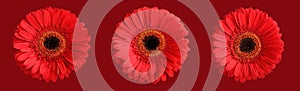 Three red gerbera flowers  isolated on crimson background. Closeup