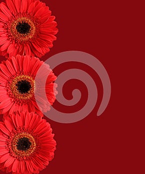 Three red gerbera flowers  isolated on crimson background. Closeup