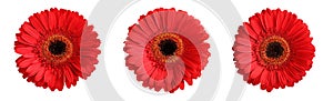 Three red gerbera flowers isolated on white background. Closeup