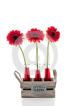 Three red gerbera's in glass vases